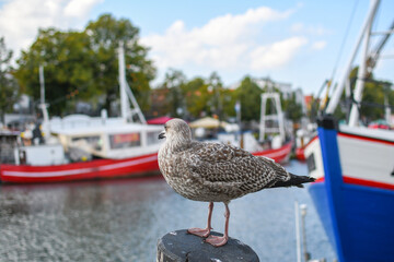A brown sea gull perches atop a wooden post in the picturesque resort town of Warnemunde, Germany, on the Baltic Coast.