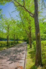 Fototapeta na wymiar Roadside green ginkgo tree in Japan