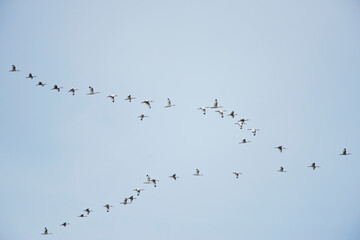 Flock of American white Ibis  birds