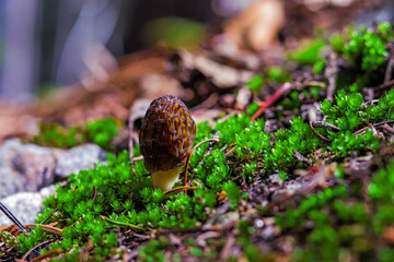 Morel Mushroom in the forest