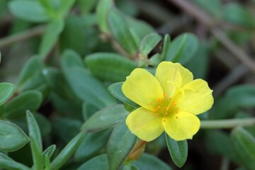 yellow Portulaca flower and green leaf