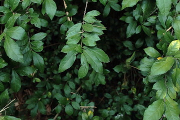 green leaves background