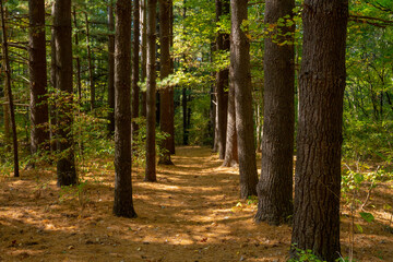 Pathway of Pines with Needle Carpet