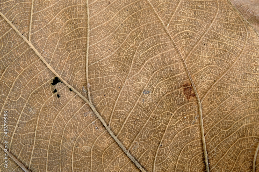 Wall mural Brown Teak leaf close up