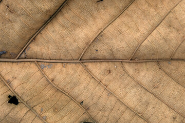 Brown Teak leaf close up