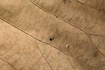 Brown Teak leaf close up