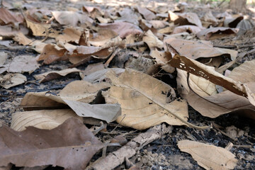 Brown Teak leaf close up