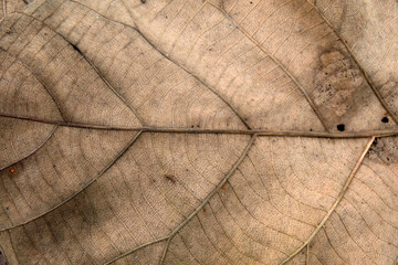 Brown Teak leaf close up