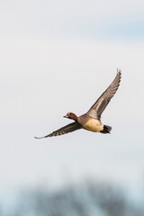 Eurasian Wigeon, Wigeon duck, Mareca penelope male in flight