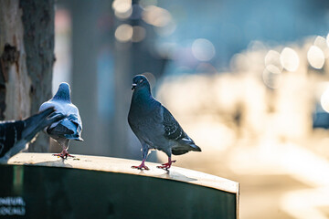 pigeons in paris, flying, eating and interacting with each other