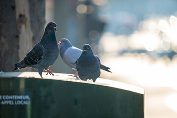 pigeons in paris, flying, eating and interacting with each other