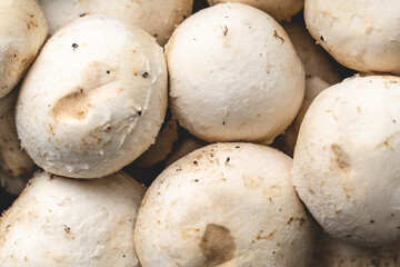Top view full frame close up on Agaricus marshmallows - raw organic fresh food from farm - healthy eating concept