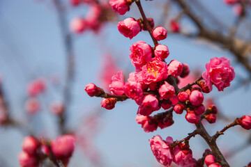 pink plum blossom blossoming in spring time.