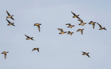 Obraz premium Eurasian Wigeon, Mareca penelope birds in flight in sky