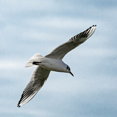 seagulls that fly over the city of paris, its statues and monuments