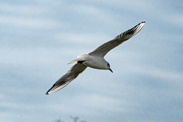 Obraz premium seagulls that fly over the city of paris, its statues and monuments