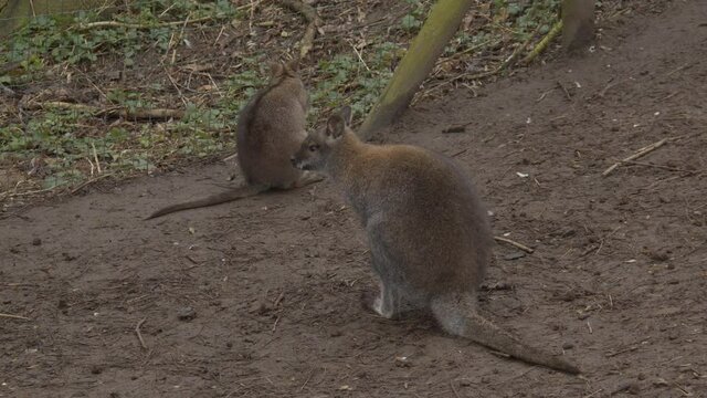 Two Bennet's Wallaby sitting on path in petting zoo