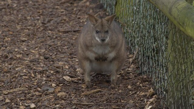 red-necked wallaby (Macropus rufogriseus) standing around on path in zoo
