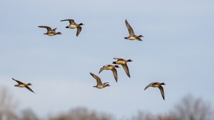 Eurasian Wigeon, Mareca penelope birds in flight in sky