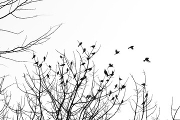 silhouette of birds on tree branch in winter
