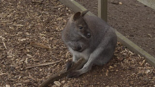 Bennet's Wallaby sitting on path in petting zoo