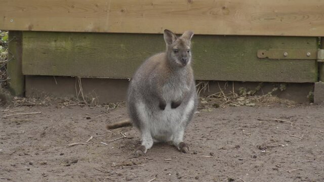 Wide portrait of Bennett's Wallaby in petting zoo