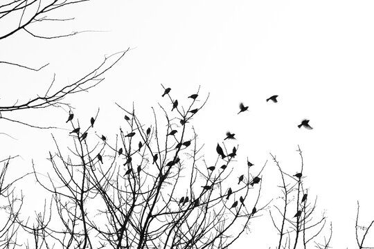 silhouette of birds on tree branch in winter