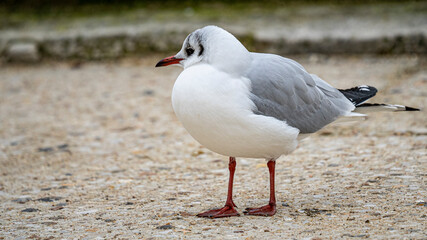 seagulls that fly over the city of paris, its statues and monuments