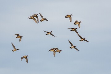 Eurasian Wigeon, Mareca penelope birds in flight in sky