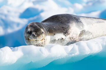 The smile of a leopard seal