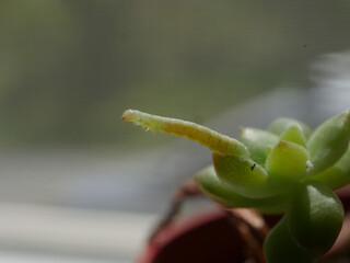 inchworm reaching out from a plant.