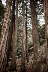 Yosemite Redwoods