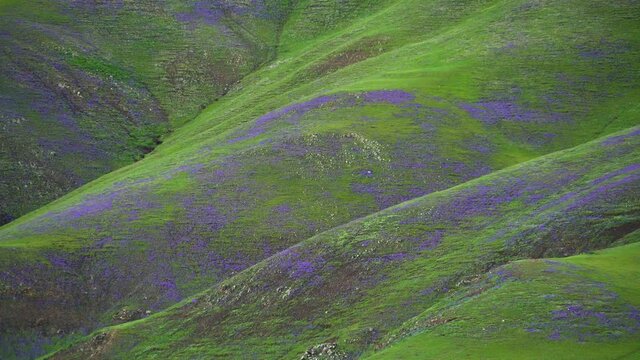 Meadow covered with purple flowers on treeless hills. Grassland flower dense plant wild herb prairie meadows wold pasture steppe plateau tableland lowland plain ambience ambiance scene scenic majestic
