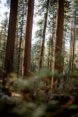 Mariposa Sequoias