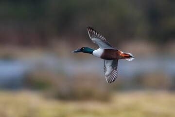 Obraz premium Northern Shoveler, Shoveler, Anas clypeata male in flight in Devon in England, Europe