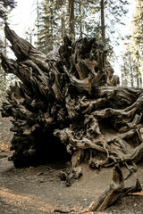 Fallen Mariposa Sequoias