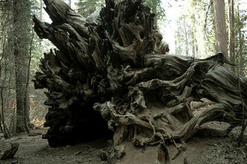 Fallen Mariposa Sequoias