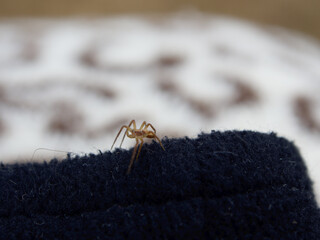 small spider crawling across a blanket
