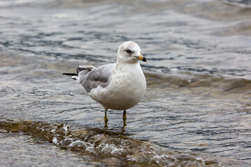 gull standing on shore of Whitefish Lake, Montana