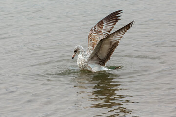 gull spreading wings on Whitefish Lake, Montana