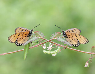 two butterflu on a leaf