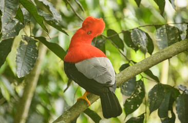Rare Andean cock of the rock (Rupicola), Jardin, Colombia