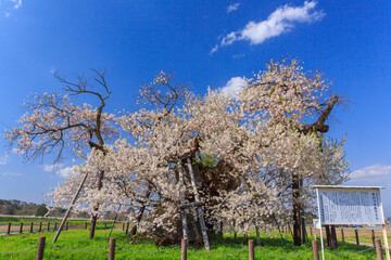 会津美里町　米沢の千歳桜