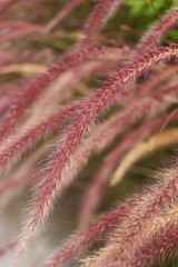 Close-up african fountain flower blooming grass field with blurry background