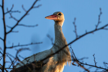 A close-up of a stork (Ciconia ciconia) sitting in the nest.
