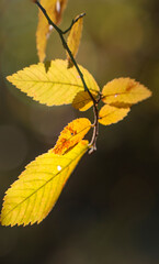 close up of fall elm