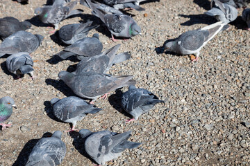 flock of Pigeons among the cityscape.