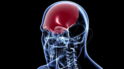 Human Skeleton Skull Frontal Bone Anatomy For Medical Concept