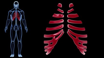 Human skeleton anatomy Costal Cartilage 3D Rendering