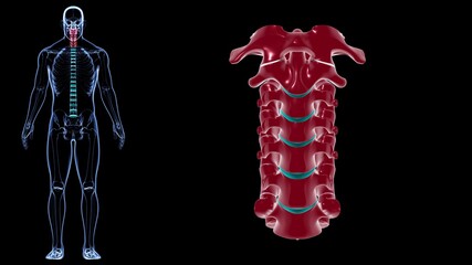 Human Skeleton Vertebral Column Cervical Vertebrae Anatomy 3D